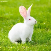 播音朗誦專業(yè)家教